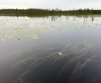 Водный поход по р.Кереть 07 2023